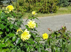 На Каштановой аллее в Камышине молодые высаженные розы местные варвары выкапывали с корнем