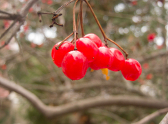 Плюсовые температуры днем пришли в Камышин аж до Нового года?