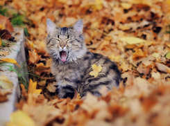Солнечный, но прохладный антициклональный ожидает Камышин 