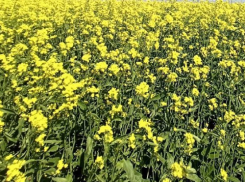 В Камышинском районе посеяли коммерческую горчицу