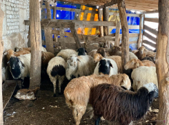  «Предприимчивый» пенсионер перегнал к себе на подворье чужую отару овец на 250 тысяч рублей