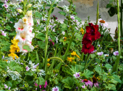 Жара в Камышине немного «сбросила обороты»: погодная повестка на 21 июля