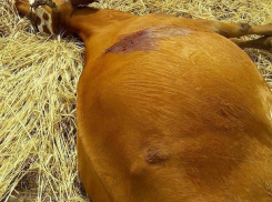 Стадо беременных коров хладнокровно расстреляли из-за мести, - «Блокнот Волгограда»