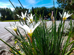 В Камышине в парке Комсомольцев-добровольцев накануне Дня города расцвели весенние безвременники