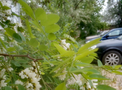 В наступившие майские выходные камышан ожидает жаркое лето