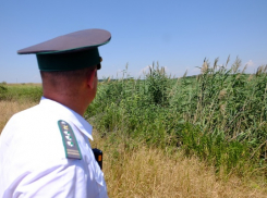 В Камышинском районе собственник земельного участка вместо сельхозкультур «вырастил» травяной сбор, но...