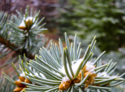 Морозно, ветрено и солнечно: погодная повестка для камышан на сегодня, 15 декабря