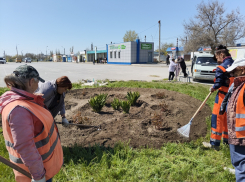 В Камышине «оранжевые жилеты» высадили клумбу из ирисов и пионов у рынка на «Молодежной»