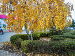 В Камышине потеплеет в начале ноября на фоне слабого ветра южных направлений