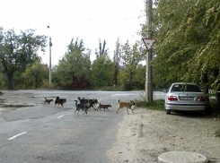 В жалобах камышан в администрацию города бродячие собаки заняли «ведущие позиции»