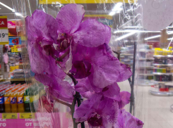 В преддверии 8 марта в Камышине покупателям предлагают  со скидками орхидеи и гиацинты на корню