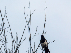В Волгоградской области на фоне яркого солнца неожиданно объявили «желтый» уровень погодной опасности