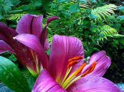 Камышанам обещана на воскресенье 30-градусная жара