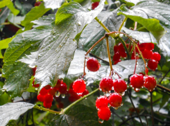 Слабый дождь и прохладу прогнозируют синоптики в Камышине сегодня, 12 сентября