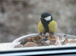 Мороз смягчится в выходные в Камышине на фоне ветра южных направлений, атмосферное давление высокое
