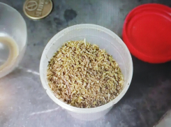 В Камышине полиция заинтересовалась фигурантом с «сушеной травкой»