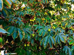 В Камышине целую неделю будет пасмурно, дождливо, но почти по-летнему тепло