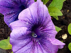 Синоптики назвали время возвращения тепла в Камышин