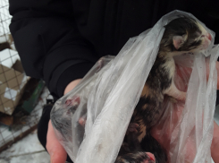 Сердобольные камышане спасли из мусорного бака на улице Некрасова  трех несчастных котят, выброшенных на смерть в целлофановом мешке