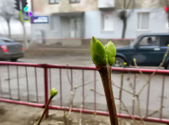 Дожди сдерживают «взрыв» весеннего тепла в Камышине: погода на последний день марта