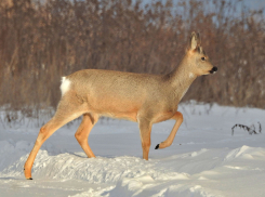 Огромный штраф «выписал» суд жестокому браконьеру, застрелившему косулю