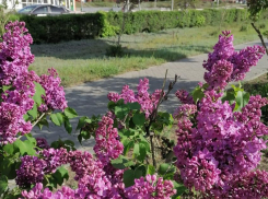 Камышан за сорванный в парках или на улицах города букет сирени могут посадить на 15 суток