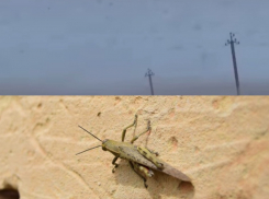 «Я думала, это дым»: в Краснодарском крае тучи саранчи напугали туристов, - « Блокнот Краснодара» (ВИДЕО)