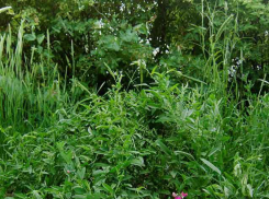 Камышин накрывает жара