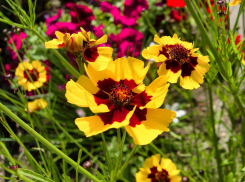 В Волгоградской области молодые воры вынесли кабель из «грантового» парка