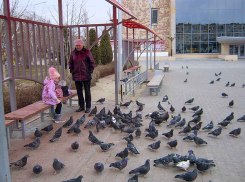 В Камышине остались неотмененными только заседания чиновников, но сайт мэрии почему-то продолжает рекламировать флешмобы на 18 марта