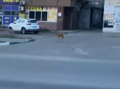 Проскакал по городу олень: камышане вначале не поверили своим глазам (ВИДЕО)
