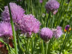 В Камышинском районе растет краснокнижный лук, к которому лучше не прикасаться