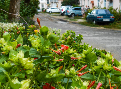 В Камышине после ночного дождя жара пропадет, а магнитная буря никуда не денется