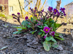 В Камышине у подъездов расцвели нежные примулы