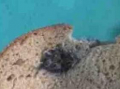 Редакцию «Блокнота Камышина» проинформировали, что расследование по факту мыши в хлебе ведется тщательно, с привлечением дополнительных сведений