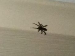 Камышане в соцсетях начали расследование «породы» паука, попавшего в кадр