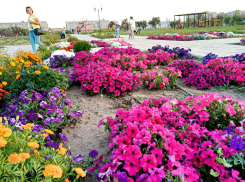 Яркое солнце и выше +30-ти: погодных признаков близкой осени в Камышине не заметно