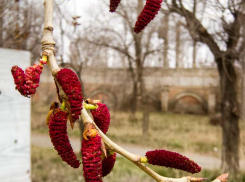 Солнце и +17: отличная погода обещана камышанам на 4 апреля, и тепло будет нарастать