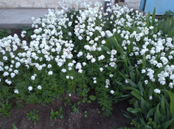 В воскресенье в Камышине будет немного больше солнца и тепла, но и дождь рядом