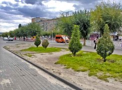 Можно ли в Камышине создать в центре города газоны без «проплешин»? - камышанка