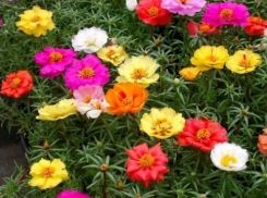 Главным событием сегодняшней ночи стал дождь, синоптики предсказывают еще один