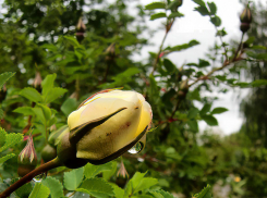 Синоптики неожиданно вновь предсказали дождь для Камышина сегодня, 24 мая