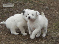 Несколько симпатичных щенков-метисов дрожат от холода в Камышине и ждут приюта
