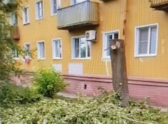 Горожане называют варварской летнюю обрезку деревьев «догола» в Камышине (ВИДЕО)