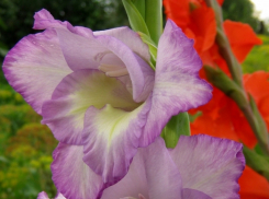 В Камышине ожидается +22 - «плюс» пойдет в наступление