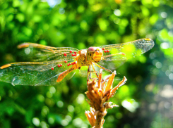 Учителя биологии, географии и экологии Волгоградской области обменялись опытом 