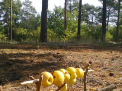 У каких знаков зодиака осенью сдадут нервы, а кому не хватит витаминов, - волгоградский астролог об иммунитете