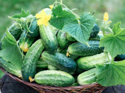 Почему огурец нагнал ботвы и цветов, а «зеленцов» нет? 