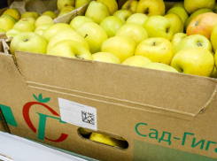 В Камышине ценник на обычные яблоки в сетевиках близок к 200 рублям за килограмм