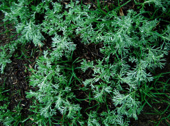 Главу Котово прокуратура оштрафовала за запущенный парк